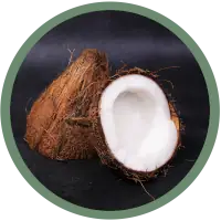 Coconut